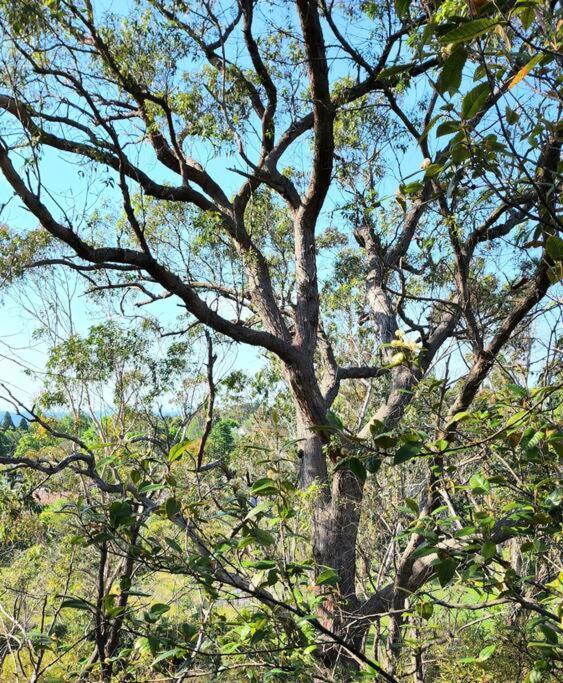 The Black Cockatoo - Secret Garden Treetops Home Катумба Екстериор снимка
